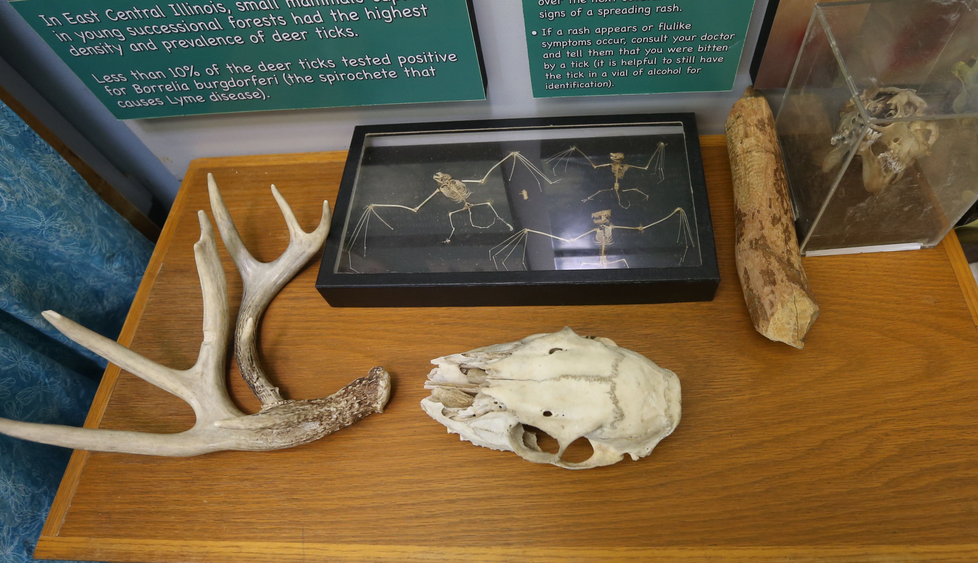 Different animal bones and deer antlers were some of the items inside The Illinois Natural History Survey Traveling Science Center on Tuesday, July 30,  2024 at Hopkins Park in Granville.
The Illinois Natural History Survey Traveling Science Center is a 320-square-foot mobile classroom featuring informative, engaging exhibits on biodiversity and natural resources that visits schools and communities across Illinois.
Visitors learn about the types of habitats and species diversity of their region, as well as ways to protect against threats to that diversity.
Since 2006, the center has visited more than 150 communities and 200 public events while providing structured school programs for up to 30,000 students each year. Sponsors are North Central Bank, Granville National Bank, Boggios Orchard & Produce and Financial Plus Credit Union.