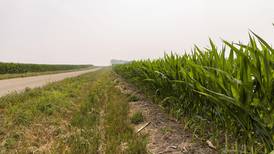 Drought limits corn height in many areas of Illinois