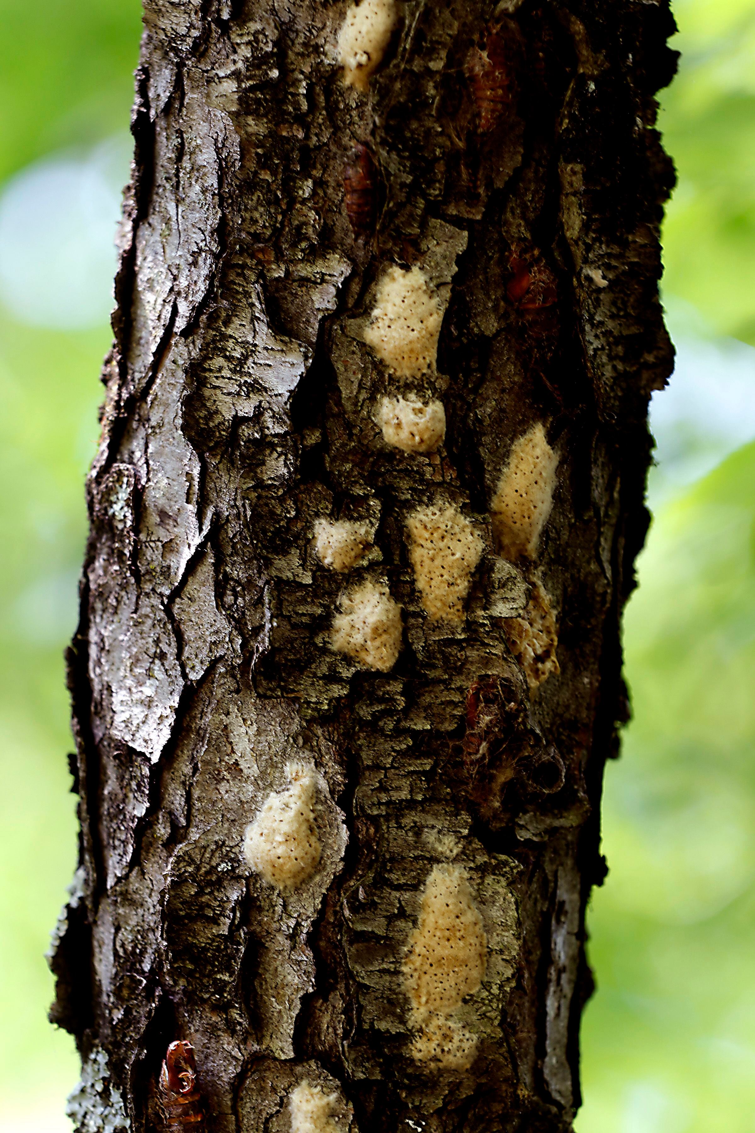 Spongy Moth Spraying to Begin June 22 - Village of North Aurora