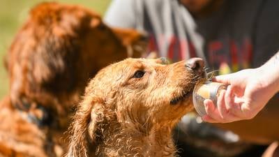 Photos: Downers Grove celebrates Dog Daze