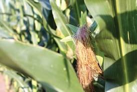 La Salle County crop and rainfall report: Corn setting silks, tassels