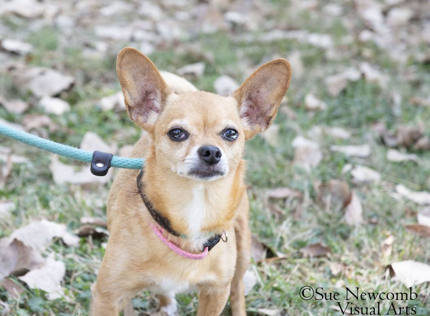 Coco is a female, 9-year-old Chihuahua mix who was returned to the humane society because she was uncomfortable with a toddler in the home. She can be shy at first and seems most comfortable around women. Coco would do best as the only dog in a quiet home. Contact the Will County Humane Society at willcountyhumane.com and follow the instructions for the adoption process.