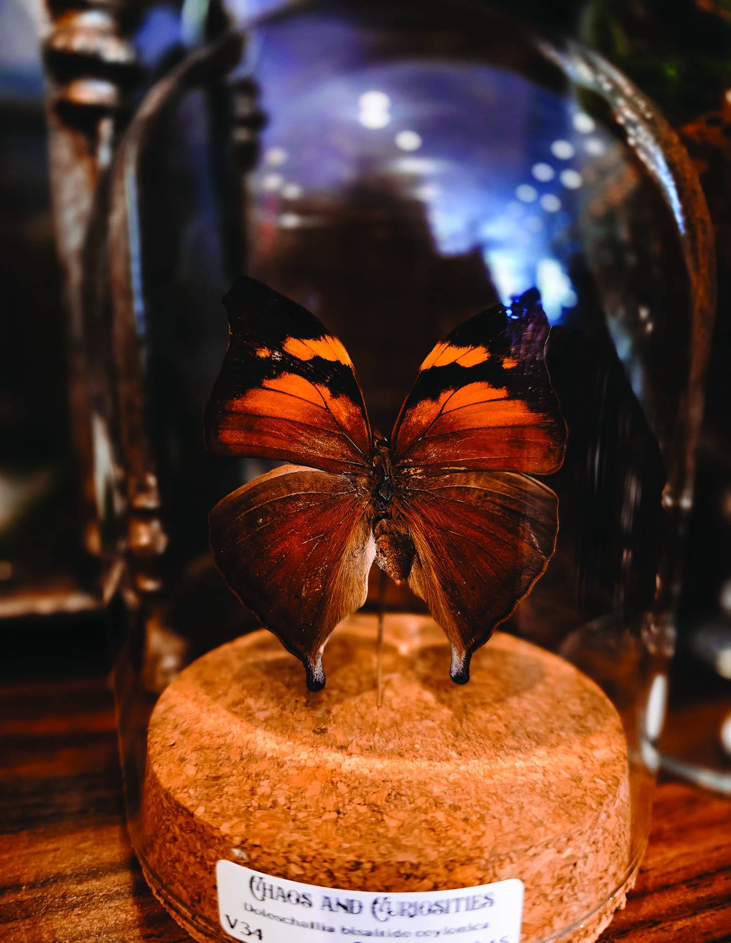 This bell jar butterfly is available at Chaos and Curiosities in downtown La Salle.