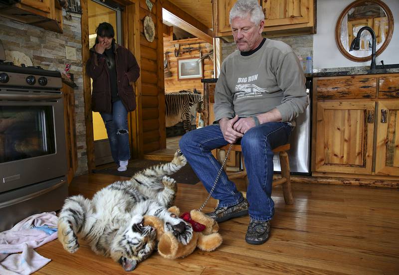 Big Run Wolf Ranch manager Renee Cajandig (left) and owner John Basile watch in 2014, as Shere Khan, a then-5-month-old Siberian tiger, plays with a stuffed teddy bear in Basile's kitchen in Lockport. A criminal case involving Shere Khan was resolved Friday when Basile admitted bringing the unmuzzled tiger into Uncle Richie's Bar in December 2014. Judge Ray Nash sentenced Basile to a year of court supervision and $500 fine.