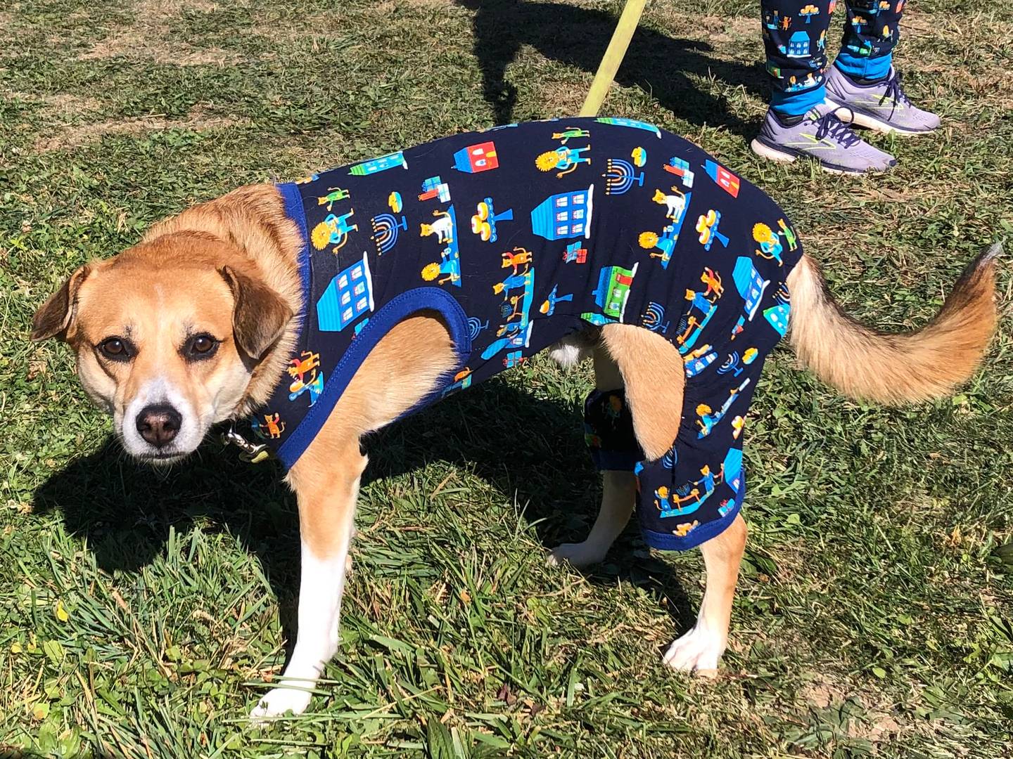 Cody participates at a dog show at Furever Home Dog Sanctuary near Spring Grove Oct. 19, 2024.