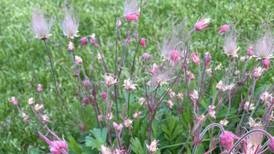 Down the Garden Path: Tidy native groundcovers