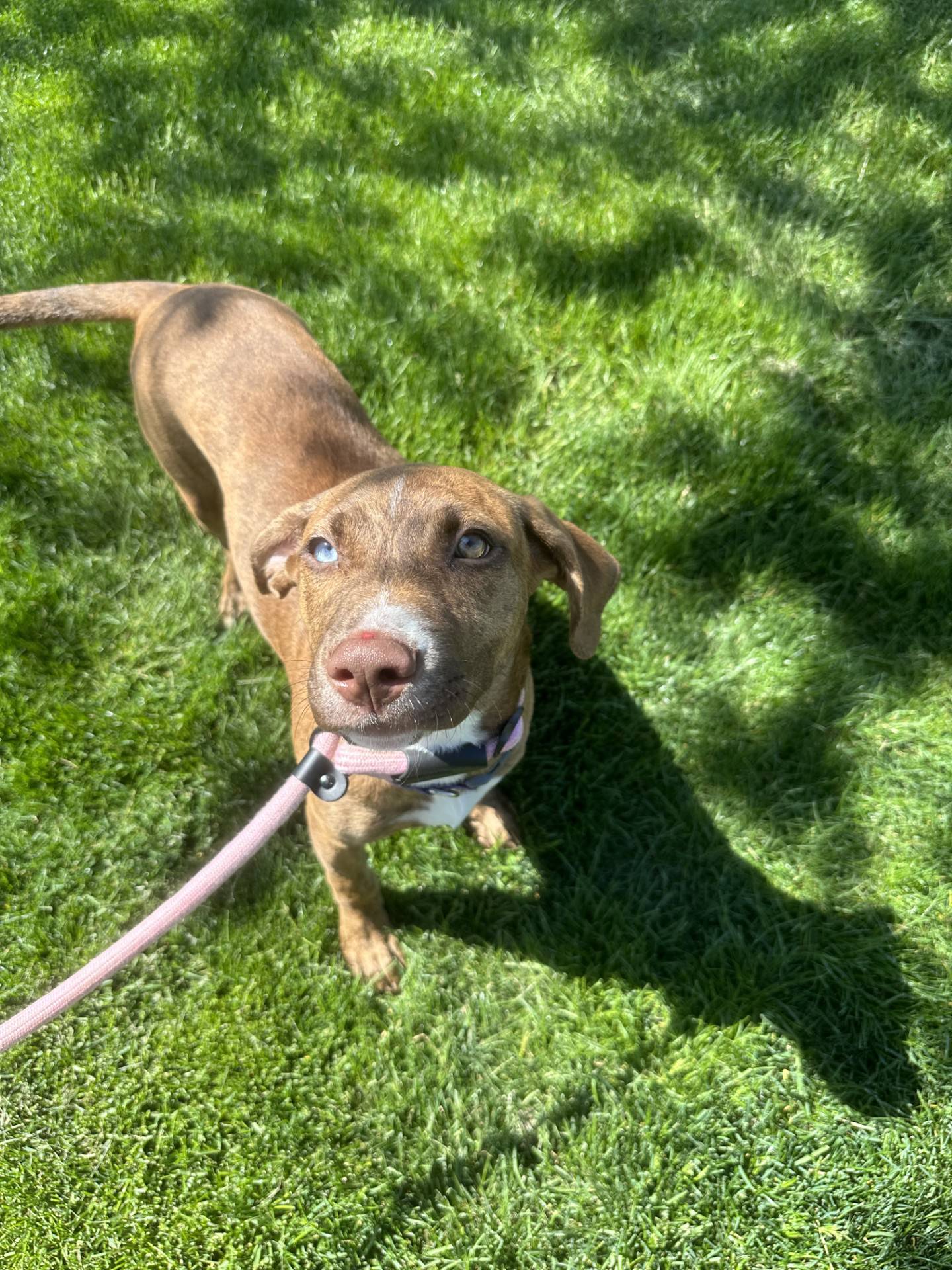 Charla is a sweet little 5-month-old puppy with one blue eye. Charla is outgoing, and loves other dogs, cats and children. She needs a family who will love and spoil her. To meet Charla, email Dogadoption@nawsus.org. Visit nawsus.org.