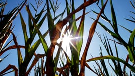 La Salle County crop and rainfall report: Timely rain gives crops relief during heat wave 