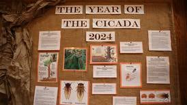Cicadas fly into Will County outdoor summertime programming