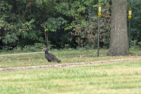 Good Natured in St. Charles: Helping hand leads turkey vultures to safer dining