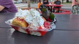 Joliet parrot becomes local celebrity at Walt’s Ice Cream