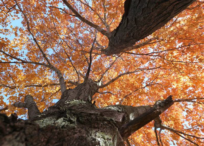 A central view of Edna's maple tree shows the peak of it's leaves at Starved Rock State Park on Wednesday, Oct. 19, 2022 in Utica.