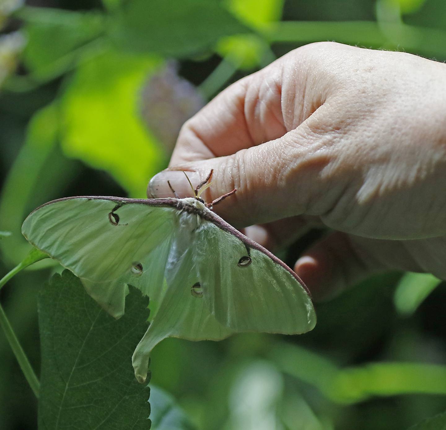 Kim Sheahan holds a luna moth on Wednesday, May 29, 2024, at the Crystal Lake Nature Center. The center which has been closed since December to construct new exhibits will be opening on June 1.