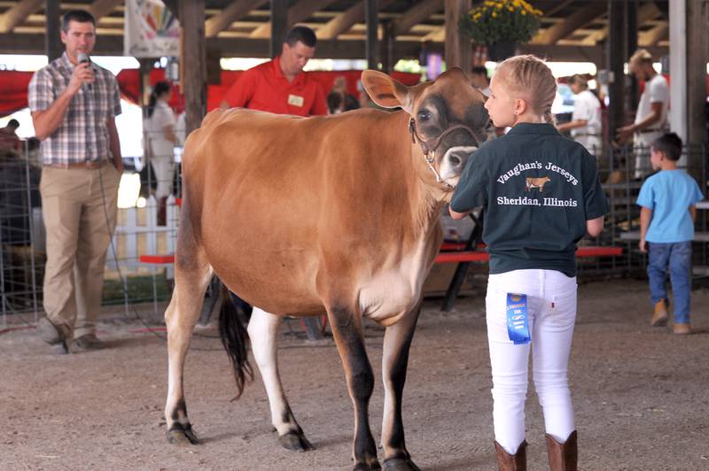 Already with a pocket full of blue ribbons, Ten-year-old Averie Bowen of Sheridan shows off another of her Jersey heifers to judges during the Sandwich Fair on Saturday, Sept. 9, 2023.