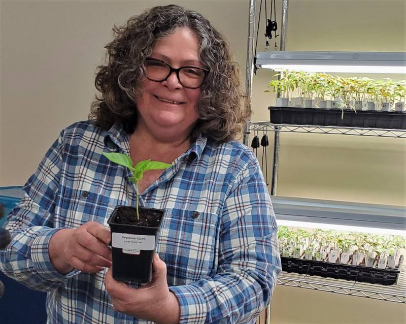 Master Gardener volunteers started hundreds of vegetable seedlings for the May 20 plant sale.