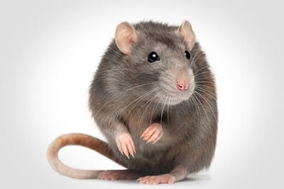 Rat virus illustrates need for unified health approach