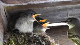 Good Natured in St. Charles: Phoebes known for natural ability to make people happy