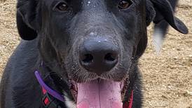 Playful Lab mix ready for fun-loving forever family