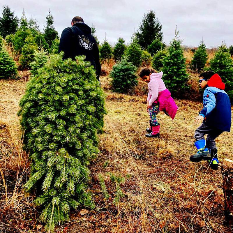 Mazzy Withey (middle), a first-grader at Waltham Elementary School in Utica, carefully inspects her family's fresh-cut Christmas tree being dragged out by her father, Chris Withey (left) and celebrated by her brother, second-grader Bronko Withey, during a visit this past weekend to Holocker Tree Farm in McNabb.