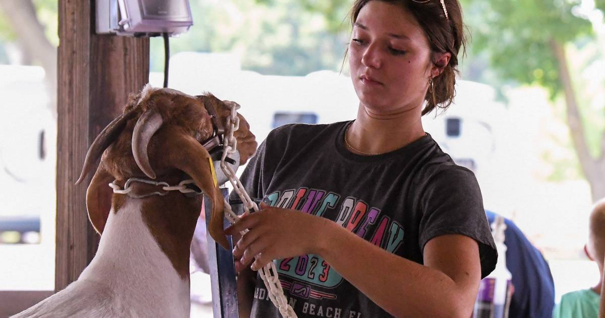 Photos DeKalb County 4H Fair showcases youth animal projects Shaw Local