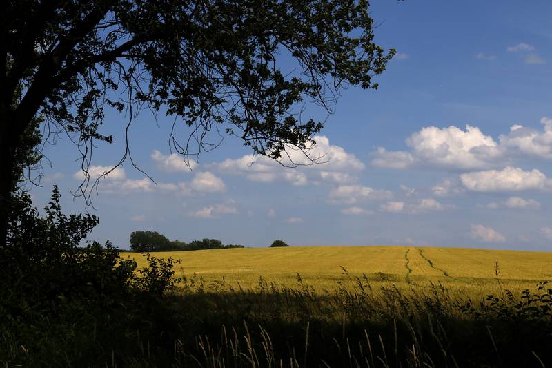 A wheat field on Monday, June 17, 2024, along Hobe Road north of Union.