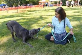 A party for the pups on Saturday in Downers Grove