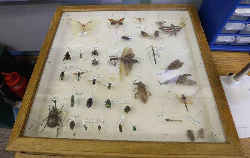 A shadow boxe  full of insects native to Illinois were on display inside The Illinois Natural History Survey Traveling Science Center on Tuesday, July 30,  2024 at Hopkins Park in Granville.
The Illinois Natural History Survey Traveling Science Center is a 320-square-foot mobile classroom featuring informative, engaging exhibits on biodiversity and natural resources that visits schools and communities across Illinois.
Visitors learn about the types of habitats and species diversity of their region, as well as ways to protect against threats to that diversity.
Since 2006, the center has visited more than 150 communities and 200 public events while providing structured school programs for up to 30,000 students each year. Sponsors are North Central Bank, Granville National Bank, Boggios Orchard & Produce and Financial Plus Credit Union.