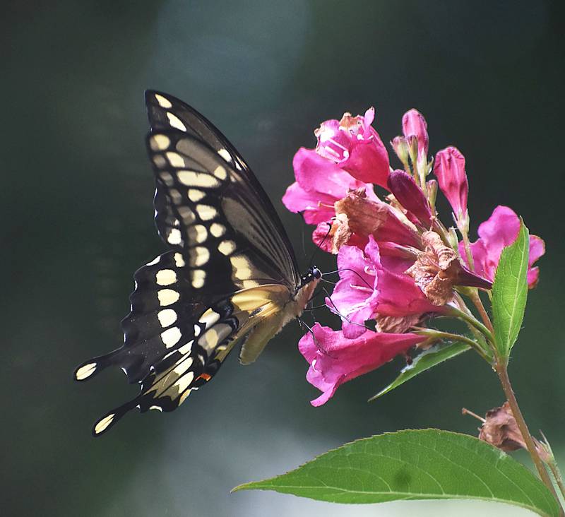 A butterfly takes a drink of nectar from a flower in a Whiteside County yard recently.