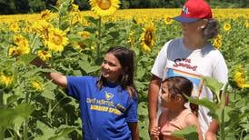 Photos: Sunflowers return to Matthiessen State Park 