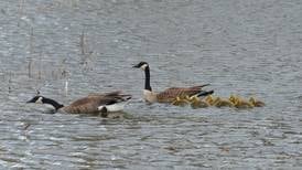 Department of Natural Resources announces 2024 schedule of waterfowl blind site drawings