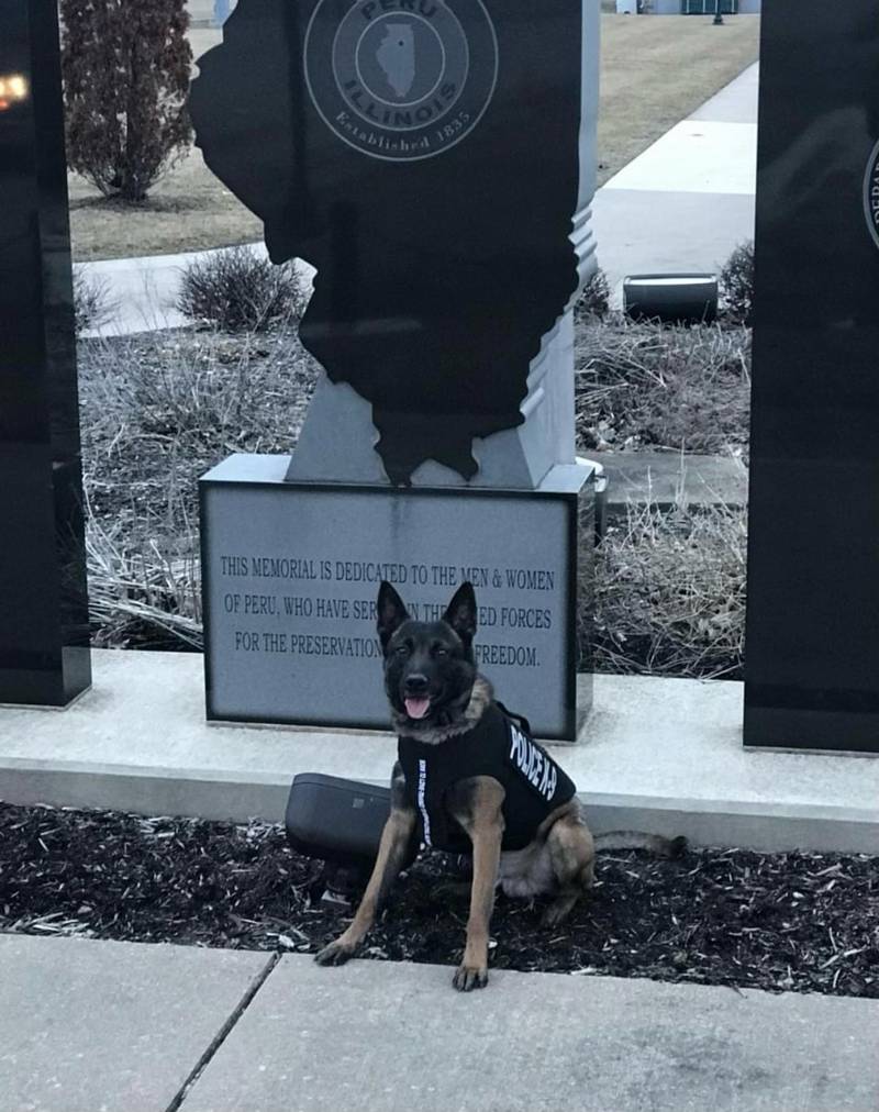 K-9 Officer Saxon retired from the Peru Police Department.