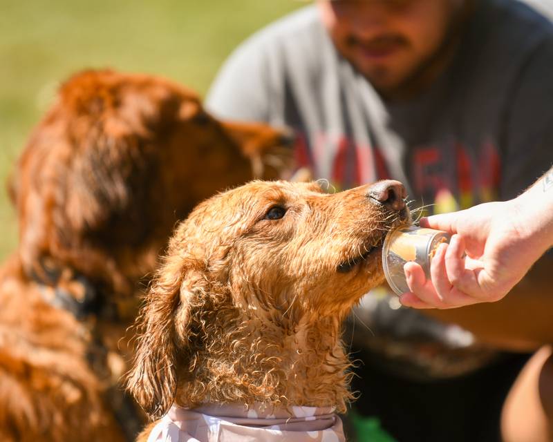 Winston,3, a Golden Retriever and Chesapeake Bay mix competes in a peanut butter licking competition and took the win during the Dog Daze event on Saturday Sept. 14, 2024, held at Fishel Park in Downers Grove.