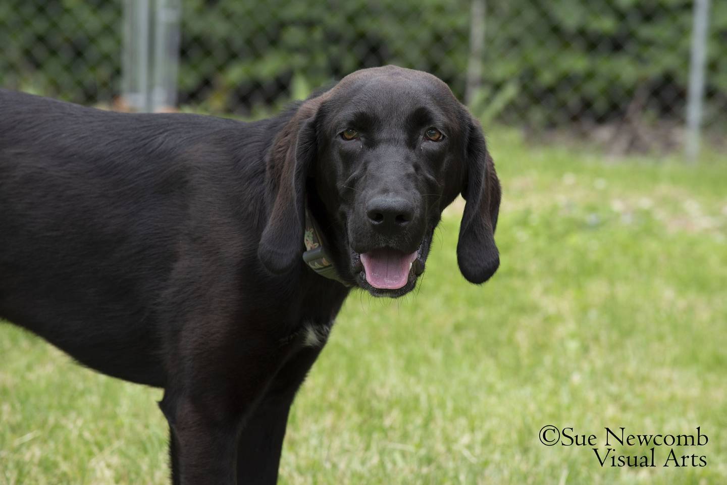 Layla is a goofy and bouncy Lab/hound mix puppy who is full of energy and love. She enjoys the company of other dogs and would be happiest in a home with other dogs. Contact the Will County Humane Society at willcountyhumane.com and follow the instructions for the adoption process.