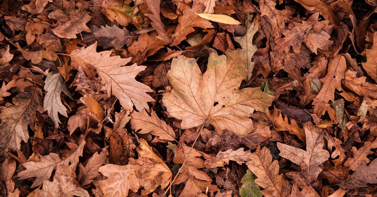 Oswego Village Yard Waste Pick-Up Begins Today