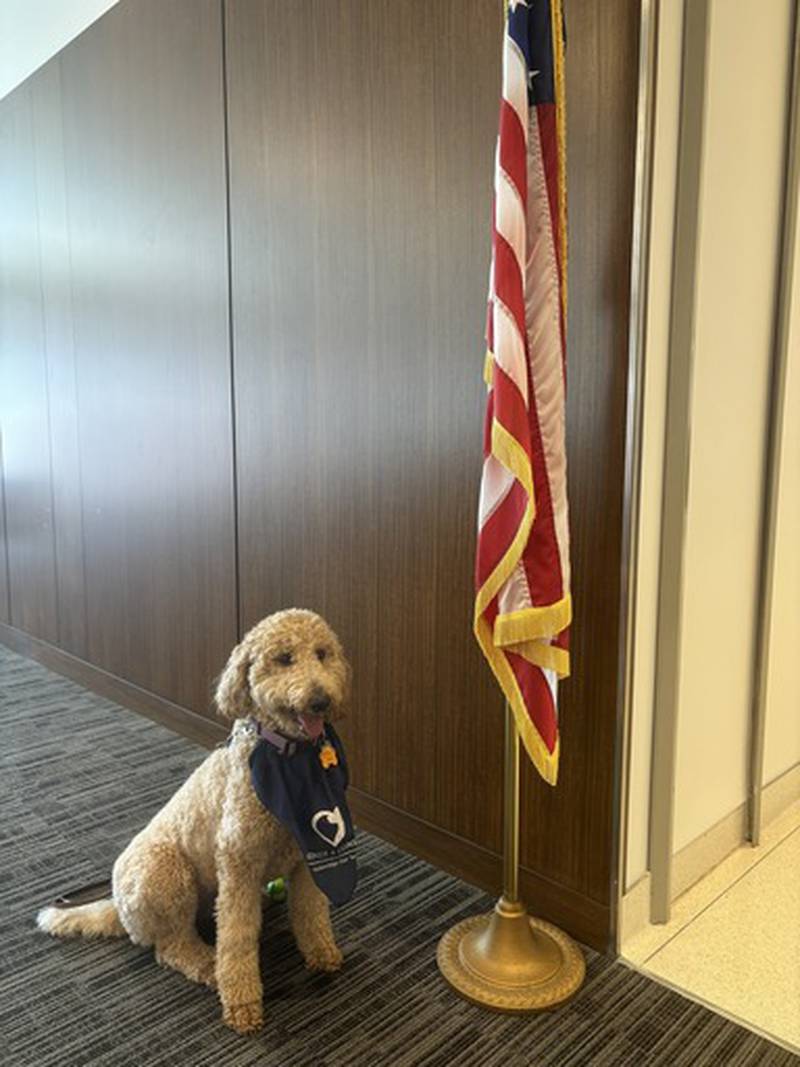 Desi is a 1-year-old purebred standard poodle raised and trained by Canines 4 Comfort of Round Lake and donated to the 19th Judicial Circuit as the court’s first facility dog, one of the only designated courthouse facility dogs in the state of Illinois, according to a news release.