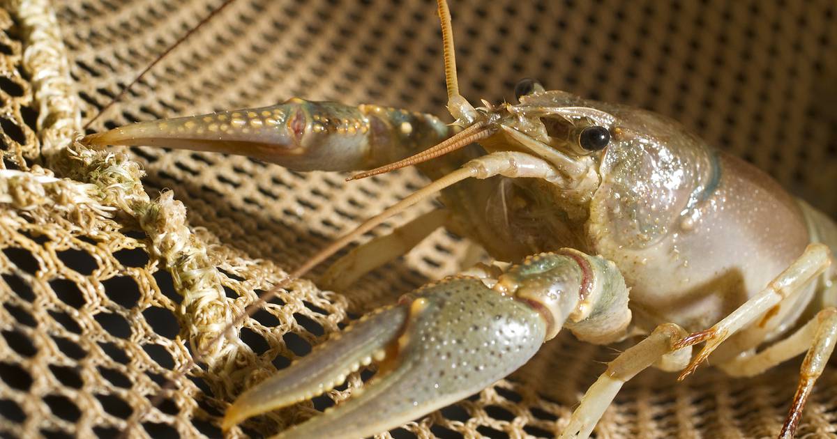 Missouri conservation department bans sale of crawdads to reduce spread of  invasive species – Shaw Local