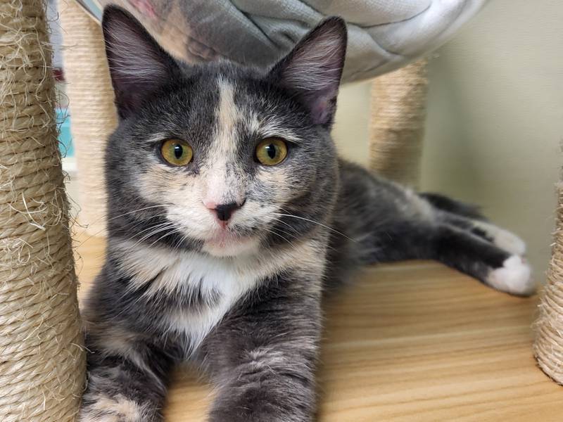 Olivette is Save-A-Pet's pet of the week for May 23, 2024.