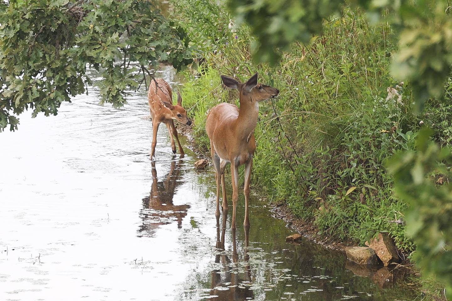 A doe and her fawn cool off in water at Joliet Junior College on Wednesday, July 26 in Joliet.