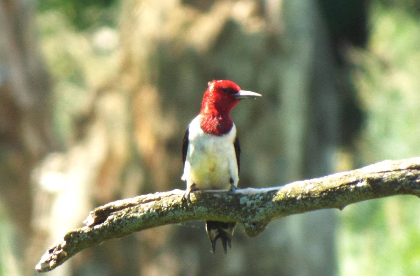 The American Bird Conservancy is the lead partner of the program because they identified oak trees to be crucial to the vulnerable red-headed woodpecker populations.
