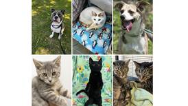 Pets of the Week: Sept. 25, 2023