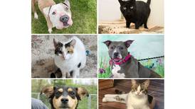 Pets of the Week: May 13, 2024