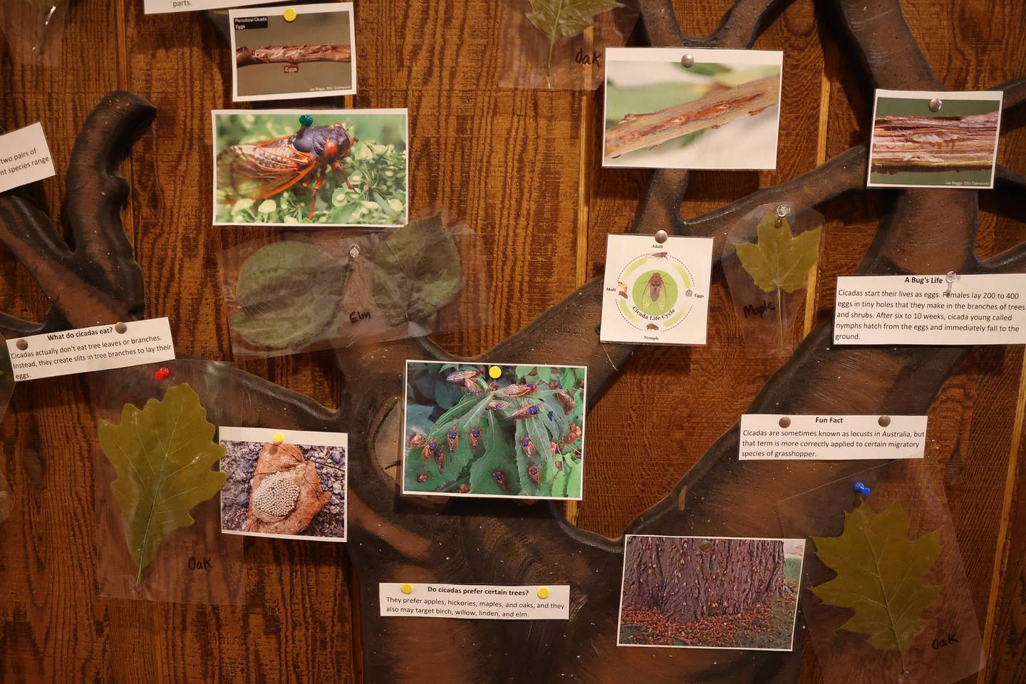 Pilcher Park Nature Center in Joliet created an informative cicada display on Thursday, May 16, 2024.