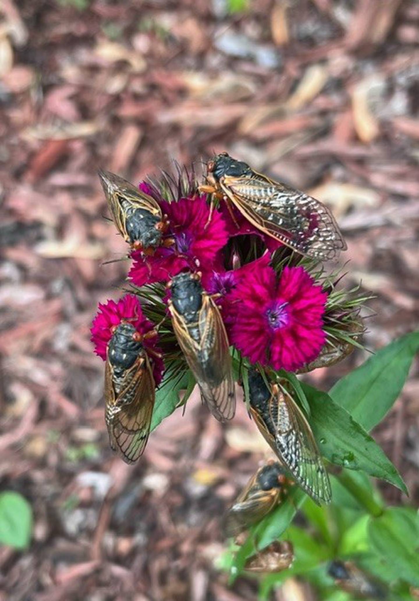 Master gardener Jean Kadar of New Lenox found these cicadas in her garden.Nancy Kuhajda, program coordinator, the University of Illinois Extension office in Will County, said the ground temperature needs to be 64 degrees for cicadas to emerge.