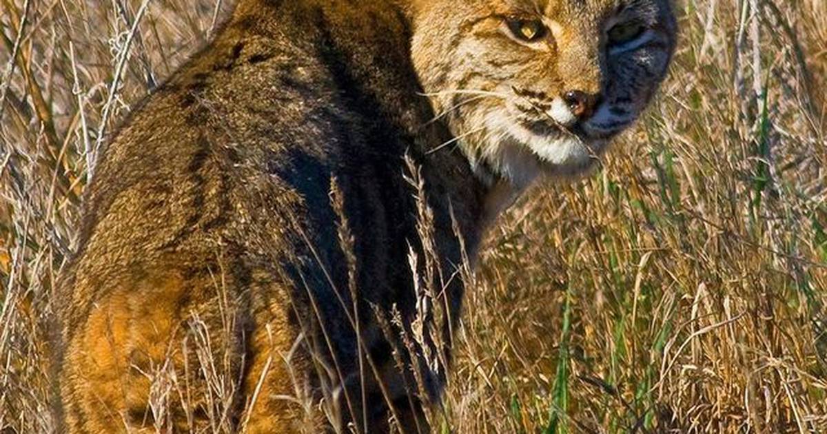 370 bobcats hunted, trapped in Illinois in 2023-24