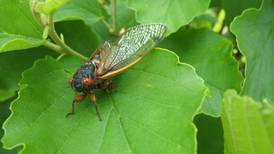 With cicadas emerging this spring, here’s how to protect your trees and shrubs