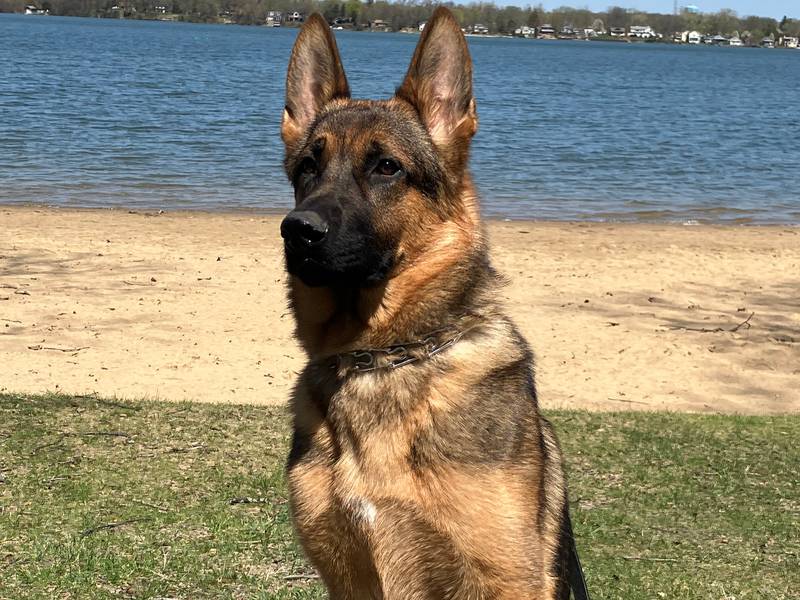 K9 Gunny of the Round Lake Park Police Department