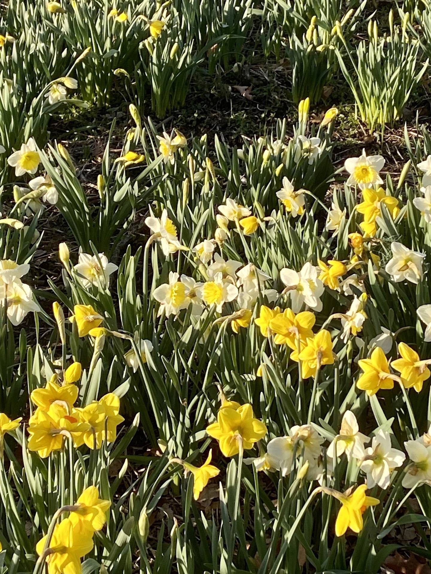 Daffodils planted by volunteers through the Daffodil Project pictured blooming in Mount St. Mary Park, St. Charles, in March, 2023.