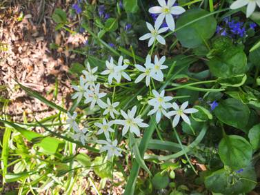 Down the Garden Path: Star of Bethlehem, Devil in Disguise