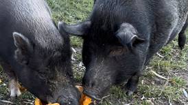 Pumpkins for pigs: Keeping gourds out of landfills is ‘passion’ for Cary woman