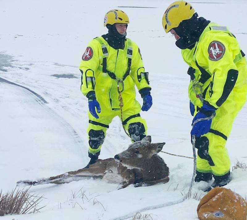 Firefighters wearing special exposure suits are safely back on shore after rescuing a deer that fell through ice Saturday, Jan. 28, 2023, on the Fox River in Port Barrington. The deer fell through about 60 feet from shore, getting stuck in the muck about 3 or 4 feet deep.